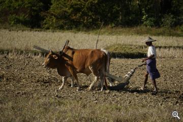 Ein Bauer pflügt sein Feld in Burma