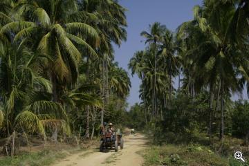 Weg durch Palmenplantagen