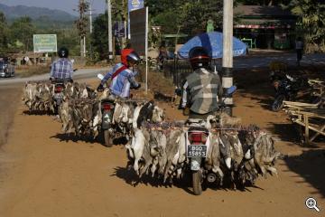 Motorräder mit Enten in Myanmar