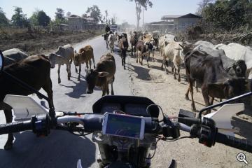 Kühe auf der Strasse in Burma