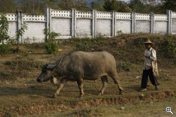 Bauer mit Wasserbüffel, Myanmar