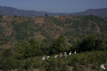Teeplantagen bei Hsipaw/Namhsan in Myanmar