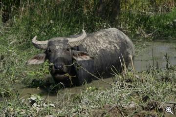 Wasserbüffel in Myanmar