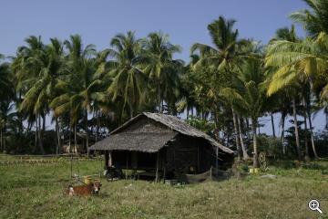 Schilfhütte mit Palmen