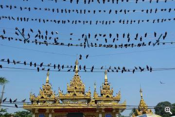 Tauben auf Stromkabeln in Rangun