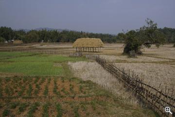 Ackerbau in Burma