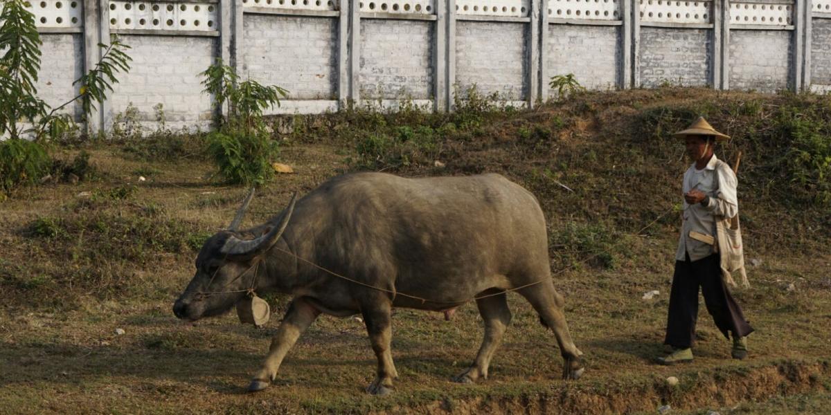 Bauer mit Wasserbüffel in Burma